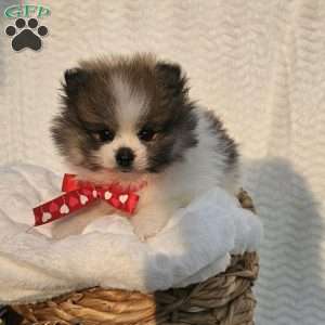 Knox, Pomeranian Puppy