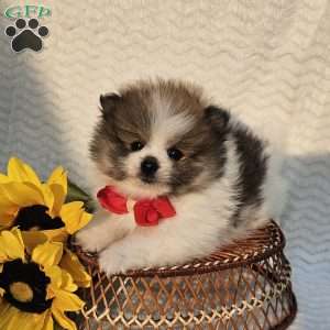 Knox, Pomeranian Puppy