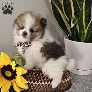 Knox, Pomeranian Puppy