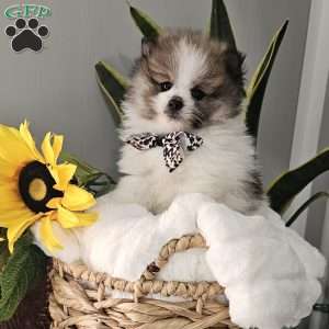 Knox, Pomeranian Puppy