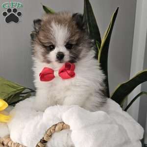 Knox, Pomeranian Puppy