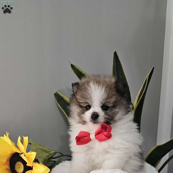 Knox, Pomeranian Puppy