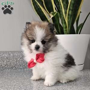 Knox, Pomeranian Puppy