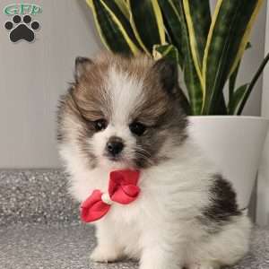 Knox, Pomeranian Puppy
