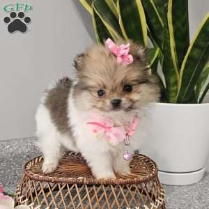 Tiny Haven, Pomeranian Puppy