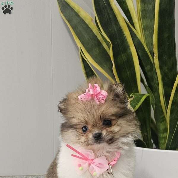 Tiny Haven, Pomeranian Puppy