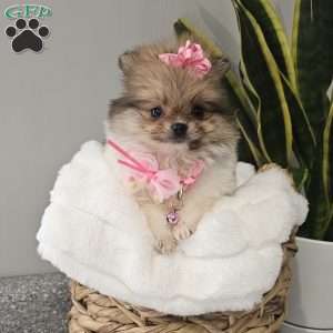 Tiny Haven, Pomeranian Puppy