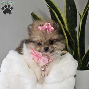 Tiny Haven, Pomeranian Puppy