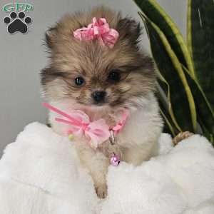 Tiny Haven, Pomeranian Puppy