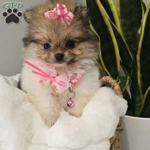 Tiny Haven, Pomeranian Puppy