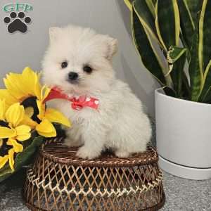 GLACIER, Pomeranian Puppy
