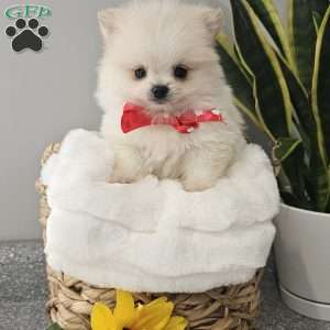 GLACIER, Pomeranian Puppy