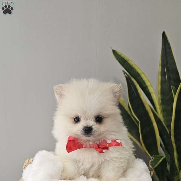 GLACIER, Pomeranian Puppy