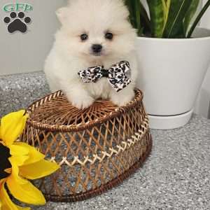 GLACIER, Pomeranian Puppy