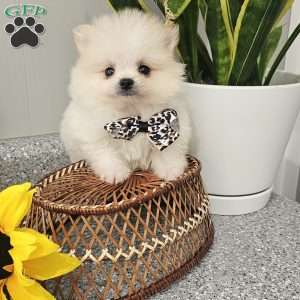 GLACIER, Pomeranian Puppy