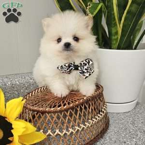 GLACIER, Pomeranian Puppy