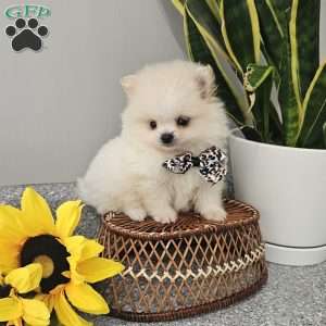 GLACIER, Pomeranian Puppy