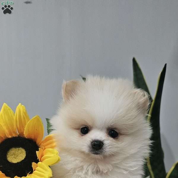 GLACIER, Pomeranian Puppy