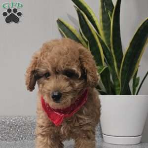 Cooper, Cavapoo Puppy