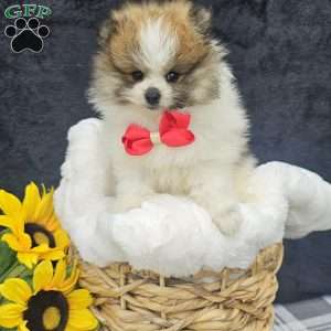 Knox, Pomeranian Puppy