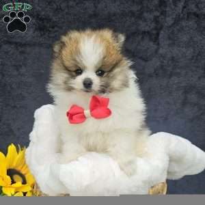 Knox, Pomeranian Puppy