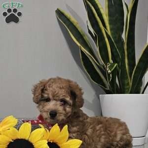 Cooper, Cavapoo Puppy