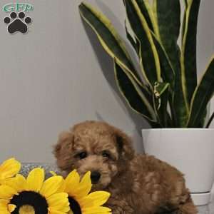 Cooper, Cavapoo Puppy