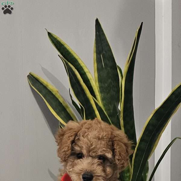 Cooper, Cavapoo Puppy