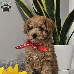 Cooper, Cavapoo Puppy
