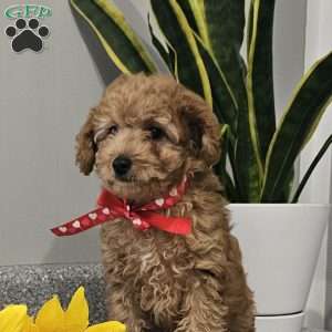 Cooper, Cavapoo Puppy