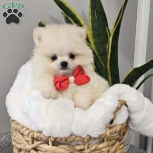 GLACIER, Pomeranian Puppy