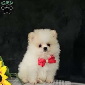 GLACIER, Pomeranian Puppy