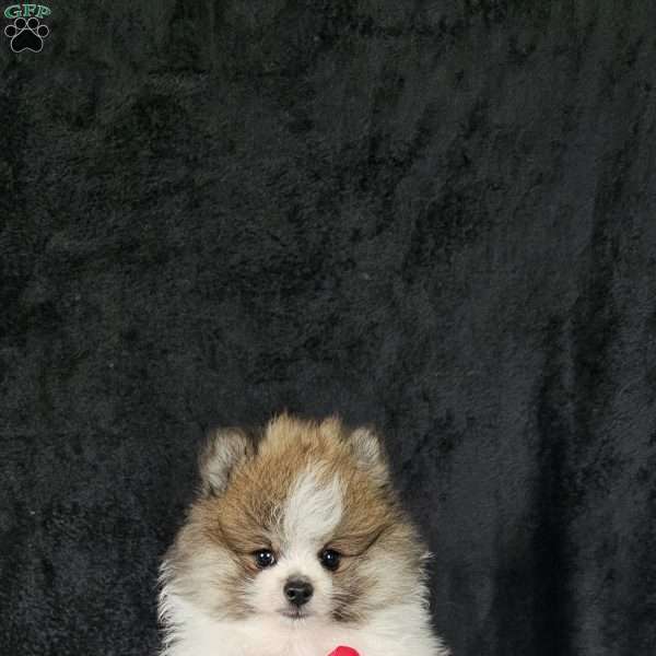 Knox, Pomeranian Puppy