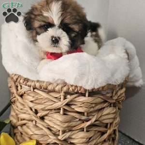 Handsome Hank, Shih Tzu Puppy