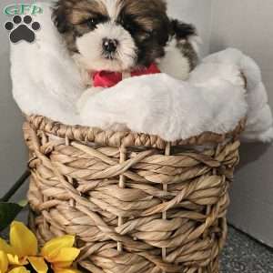 Handsome Hank, Shih Tzu Puppy