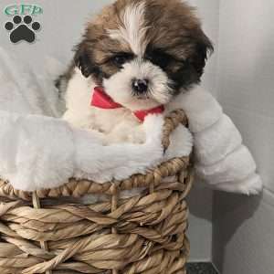 Handsome Hank, Shih Tzu Puppy