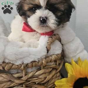 Handsome Hank, Shih Tzu Puppy