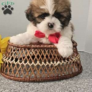 Handsome Hank, Shih Tzu Puppy