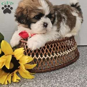 Handsome Hank, Shih Tzu Puppy