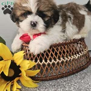 Handsome Hank, Shih Tzu Puppy