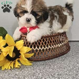 Handsome Hank, Shih Tzu Puppy