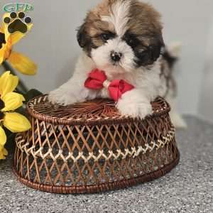 Handsome Hank, Shih Tzu Puppy