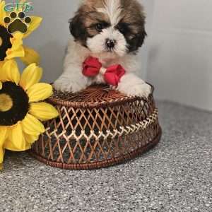 Handsome Hank, Shih Tzu Puppy