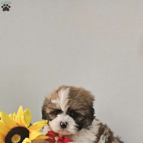 Handsome Hank, Shih Tzu Puppy