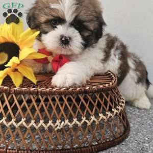Handsome Hank, Shih Tzu Puppy