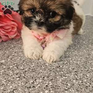 Little  Lishe, Shih Tzu Puppy