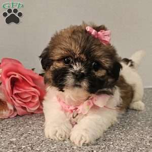 Little  Lishe, Shih Tzu Puppy