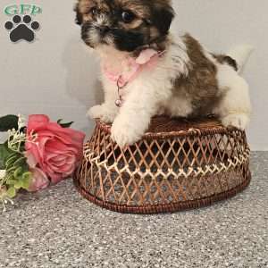 Little  Lishe, Shih Tzu Puppy