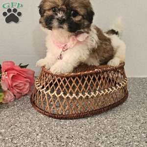 Little  Lishe, Shih Tzu Puppy