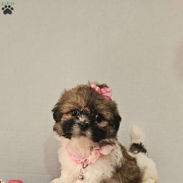Little  Lishe, Shih Tzu Puppy